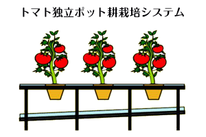 トマト独立ポット耕栽培システム